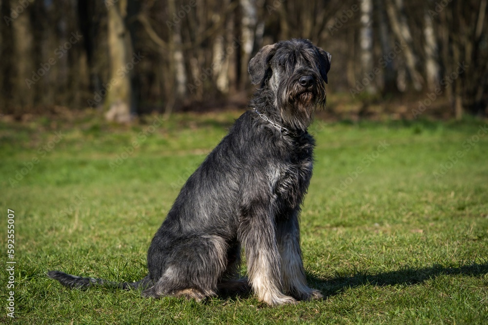 schnauzer dog portrait on the grass schnauzer dog portrait on the grass