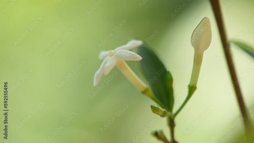 Prismatomeris flower on nature background. Prismatomeris flower on nature background.