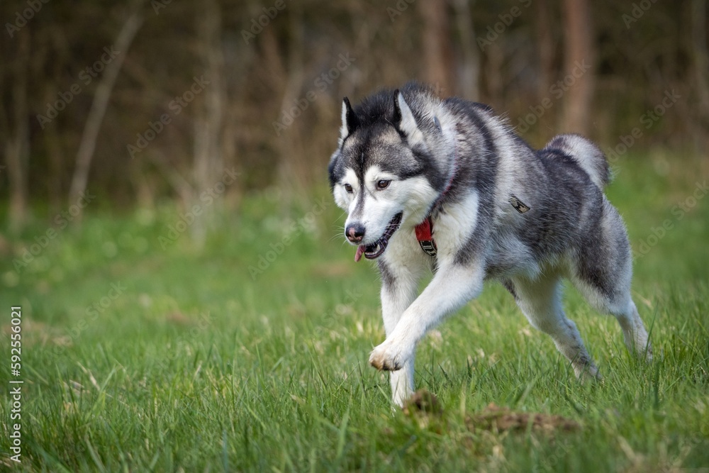 Siberian dog in action in the grass