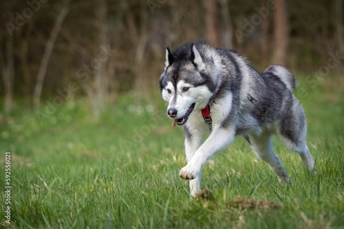 Siberian dog in action in the grass © jurra8