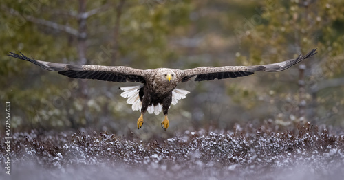 White-tailed eagle gliding over the bog photo