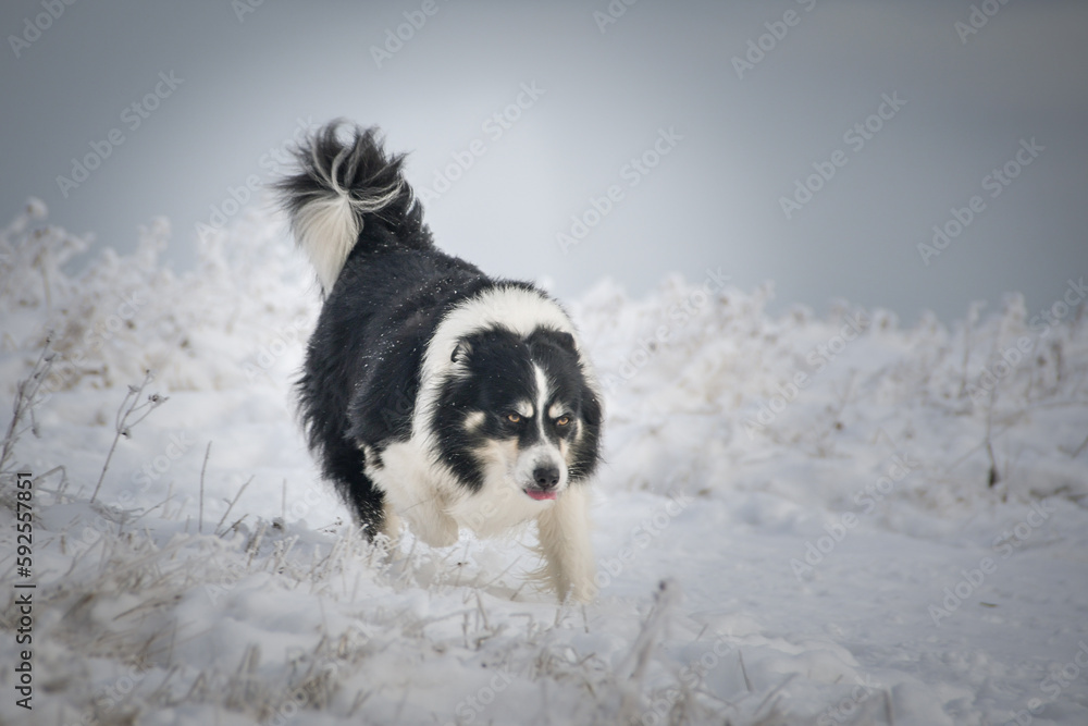 Dogs running through a field in the snow. Winter fun in the snow. Dogs running through a field in the snow. Winter fun in the snow.