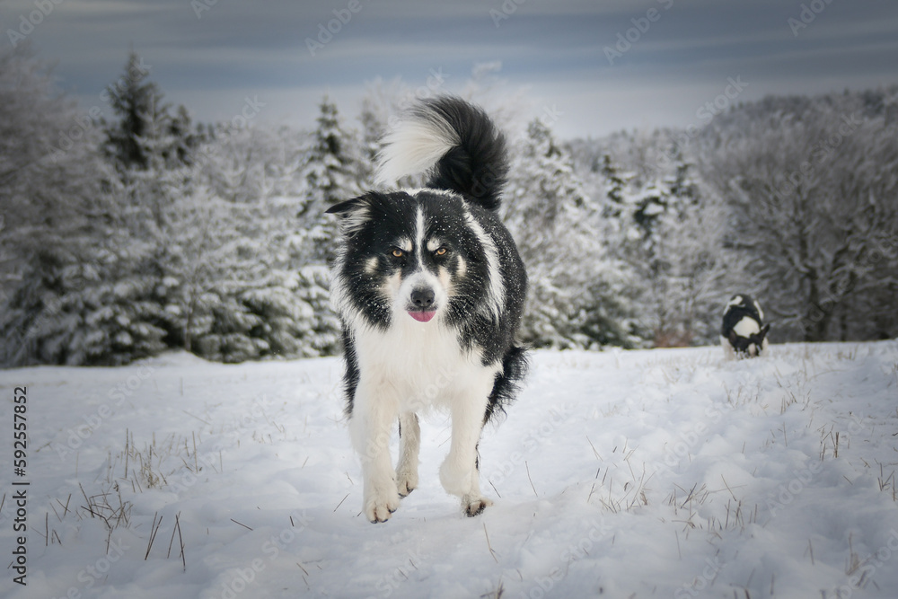 Dogs running through a field in the snow. Winter fun in the snow.