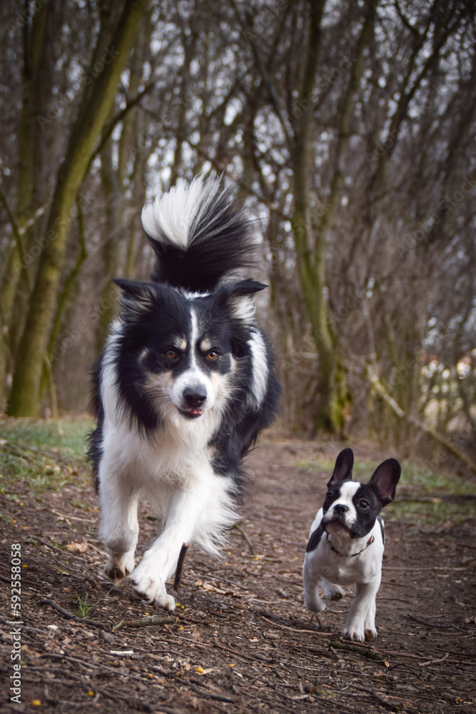 Border collie is running in the forest He is so funny and he looks more cute. Border collie is running in the forest He is so funny and he looks more cute.