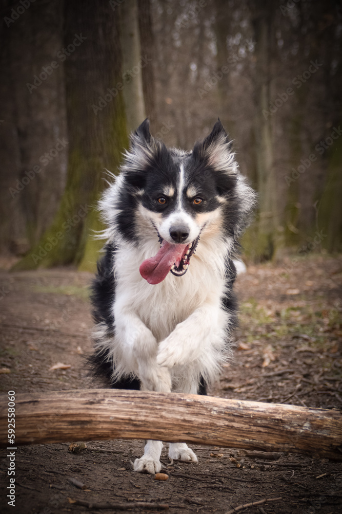 Border collie is running in the forest He is so funny and he looks more cute. Border collie is running in the forest He is so funny and he looks more cute.