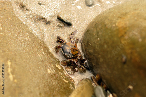 The crab sits on the sand by the sea. Vladivostok, Primorsky Krai, Far East, Russia.