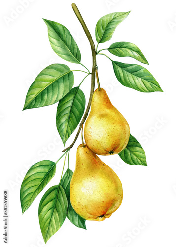 Pear. Tree branch with leaves and fruits on an isolated white background, botanical illustration painted in watercolor, ripe juicy Pears
