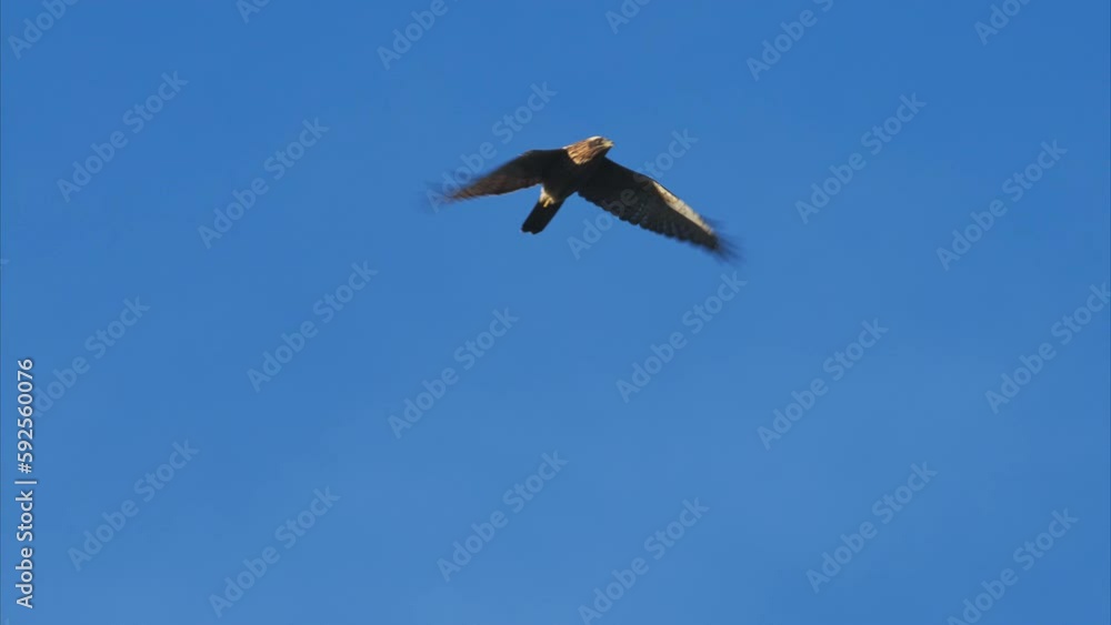 サシバ幼鳥の飛翔 (スローモーション)