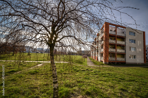 SPRING IN THE CITY - A young birch tree on the background of a residential building in the city 