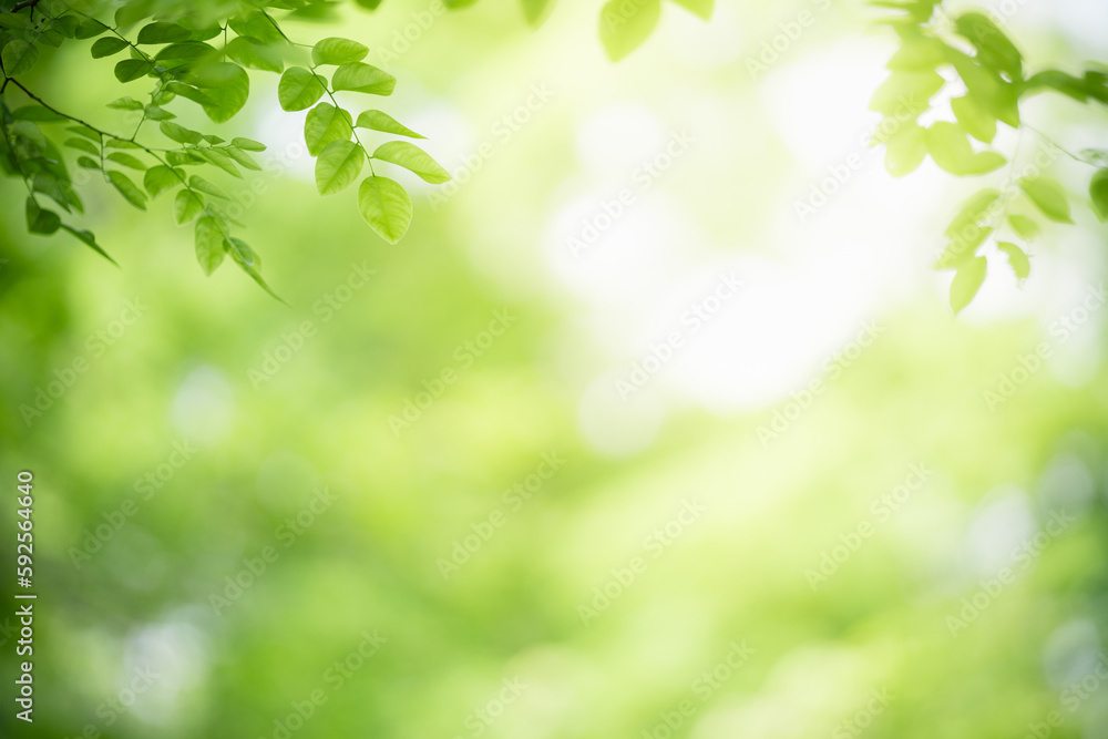 Natural green leaf texture with sun light use for nature background wallpaper cover page Natural green leaf texture with sun light use for nature background wallpaper cover page