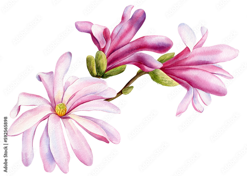 Pink magnolia flowers isolated on white background. Watercolor hand painted spring flowers set illustration Pink magnolia flowers isolated on white background. Watercolor hand painted spring flowers set illustration