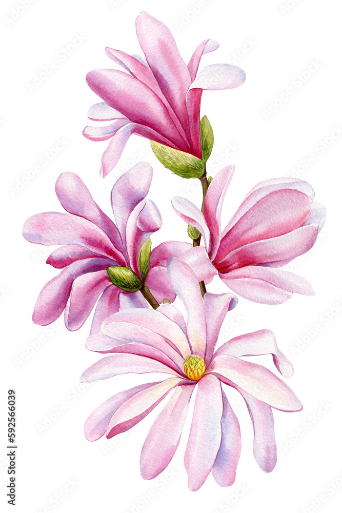 Watercolor hand painted pink magnolia flowers isolated on white background. Watercolor spring floral set illustration