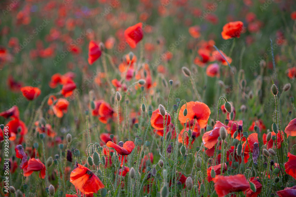 Fototapeta premium Field of poppies selective focus. Nature summer wild flowers. Vivid red flower poppies plant. Buds of wildflowers. Poppy blossom background. Floral botanical freedom mood. Leaf and bush poppy flower.