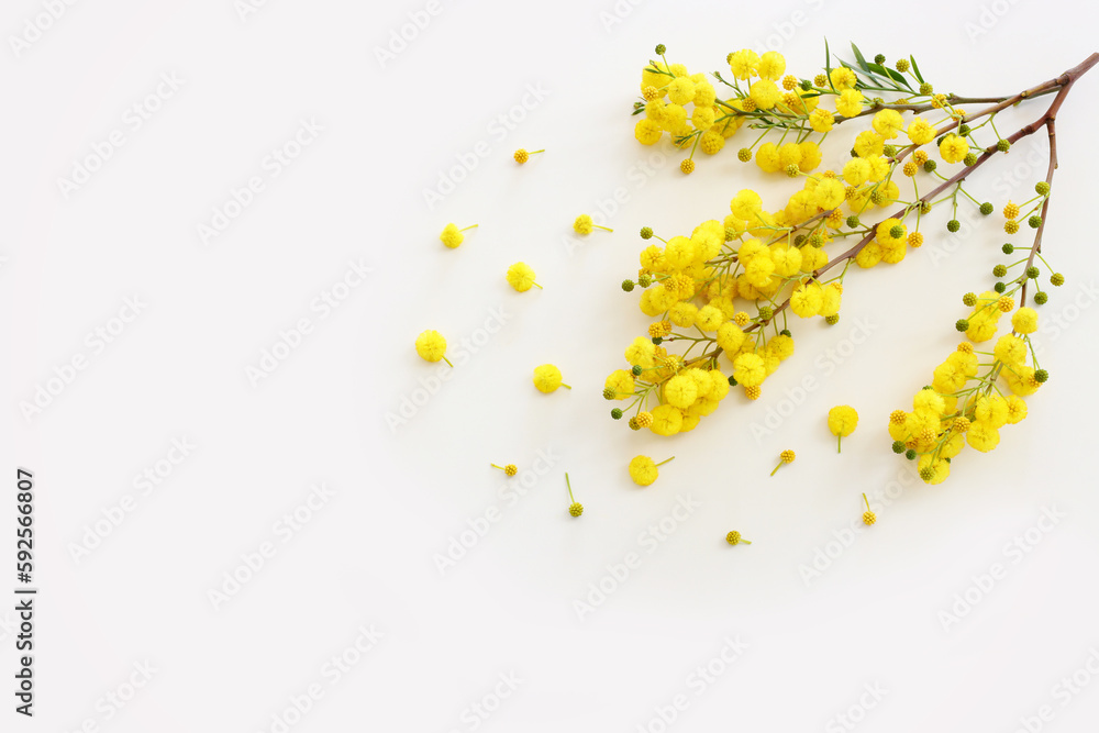 Top view image of spring yellow mimosa flowers composition over white background Top view image of spring yellow mimosa flowers composition over white background