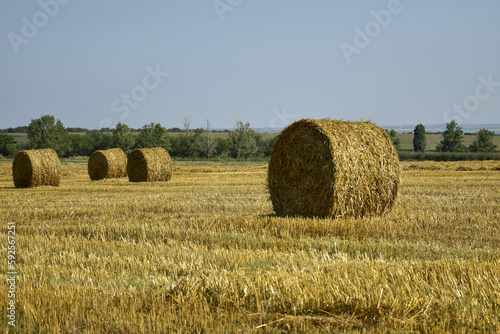 Harvested wheat field with large round bales of straw in summer. Rural landscape. Farmland with blue sky. Copy space. Close-up. Selective focus.