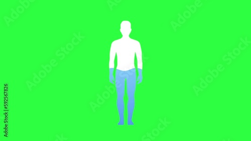 Water Rate In The Human Body Animation on chroma key green screen background. Man Silhouettes Filled With Water. Healthcare Concept. 4K
