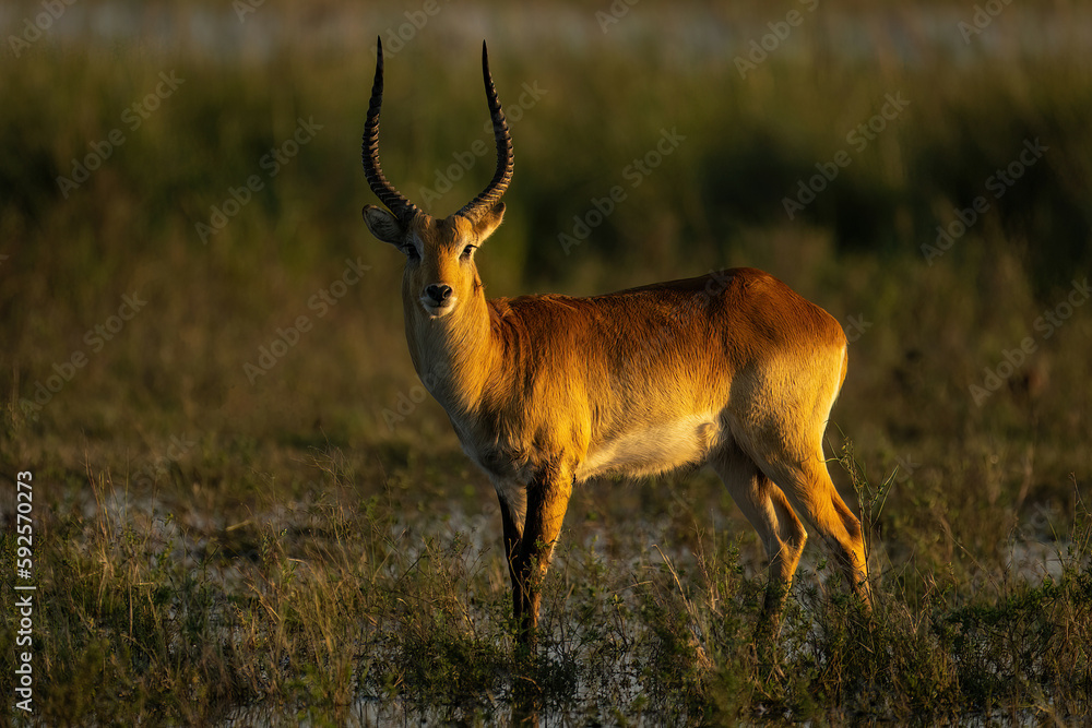 Naklejka premium Male red lechwe stands in floodplain staring