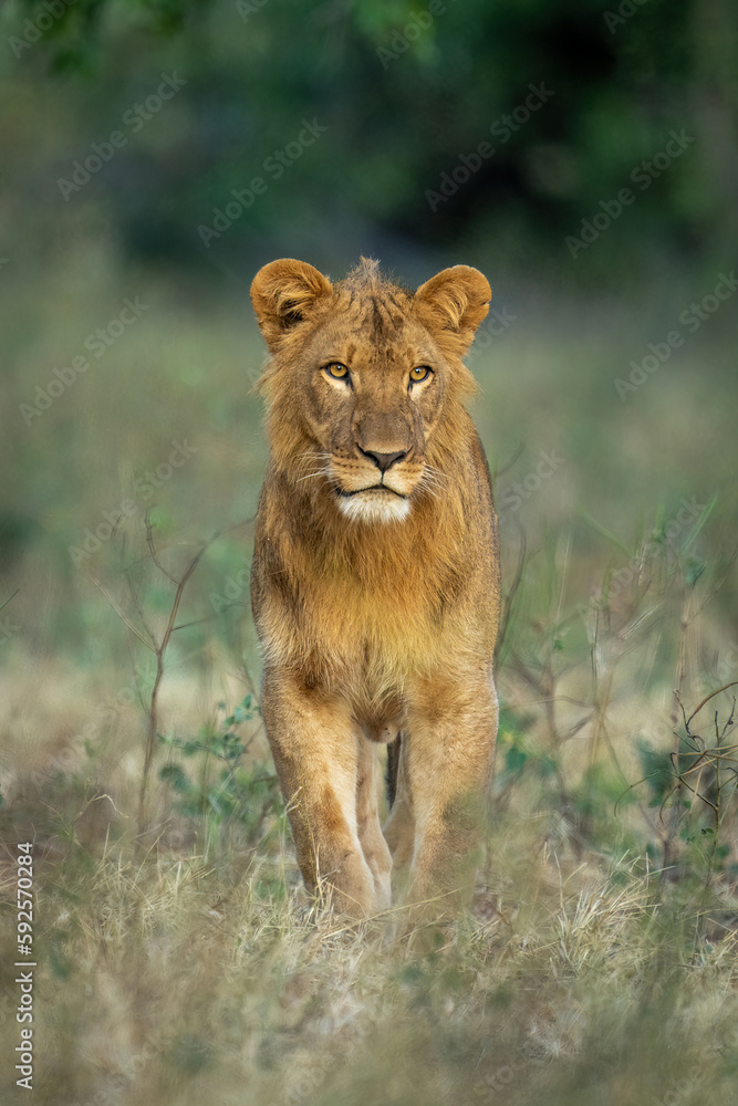 Male lion stands in clearing facing camera Male lion stands in clearing facing camera