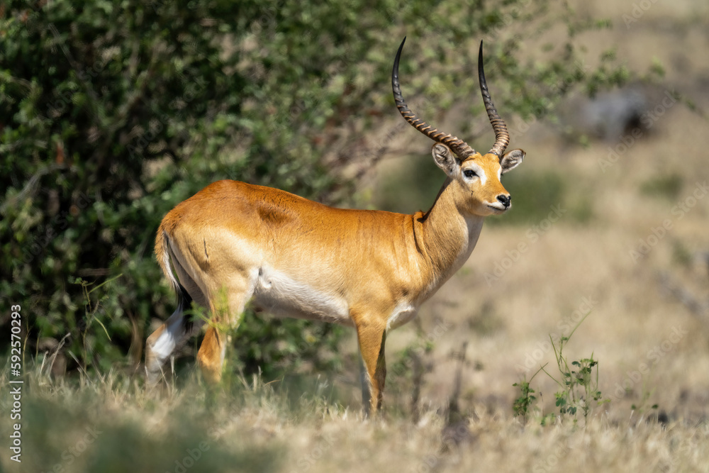 Male red lechwe stands turning towards camera Male red lechwe stands turning towards camera
