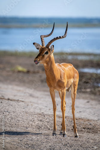 Male impala stands on riverbank licking lips