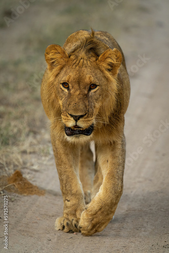 Fototapeta Naklejka Na Ścianę i Meble -  Male lion walks down track towards camera