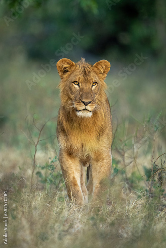 Male lion stands in clearing facing camera