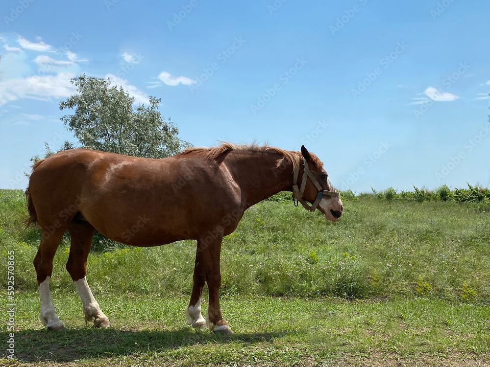 Obraz premium Brown horse on the background of nature. Horse against the background of a green field on a clear sunny day