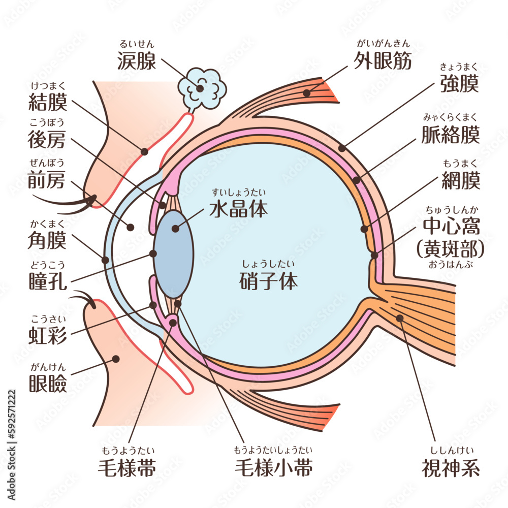 目の 構造 – 目の構造 正面 : 眼の構造と機能 – BFRMAI