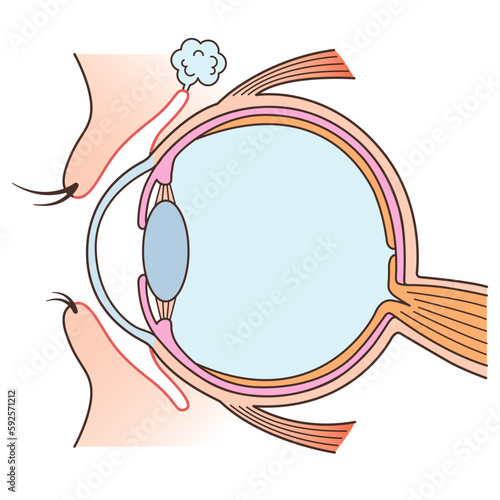 目の構造図　カラー　文字なし