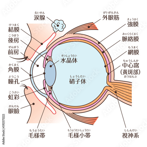 目の構造図　カラー　文字あり