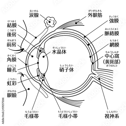 目の構造図　線画モノクロ　文字あり