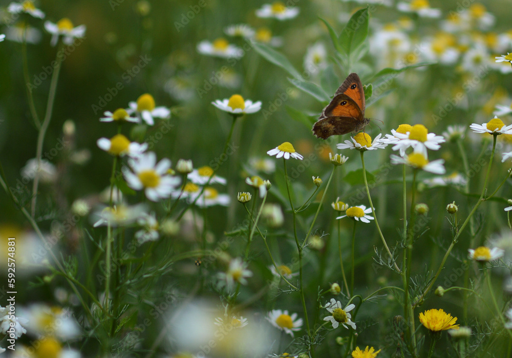 Pâquerette et papillon