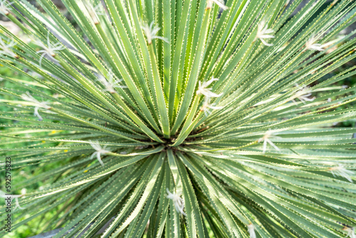 Dasylirion wheeleri - desert mexican plant photo
