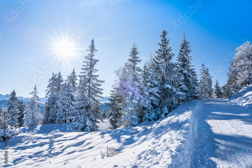 Winter forest in Seefeld  Austria