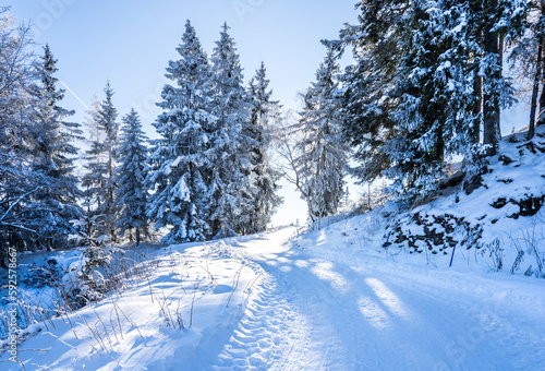 Winter forest in Seefeld, Austria © robertdering