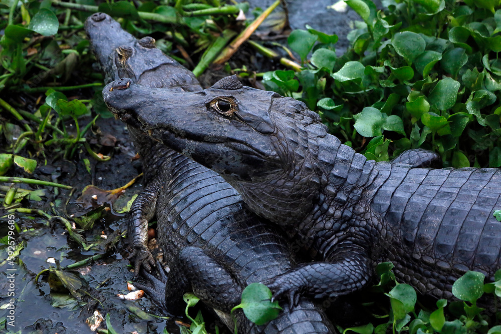 Caiman Caiman