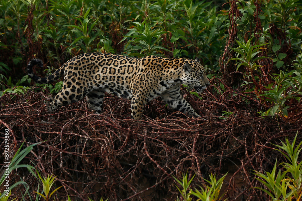 Jaguar Jaguar