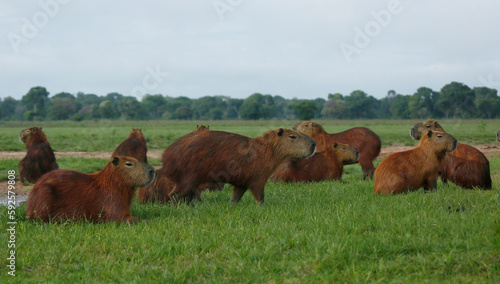 Capibaras