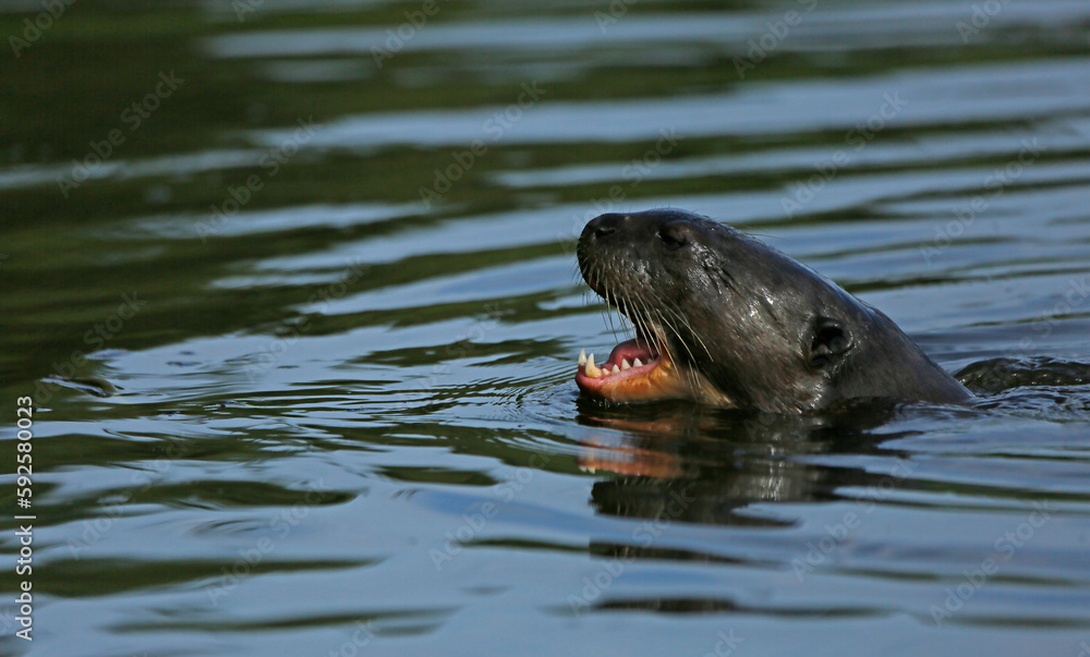 Giant river otter Giant river otter