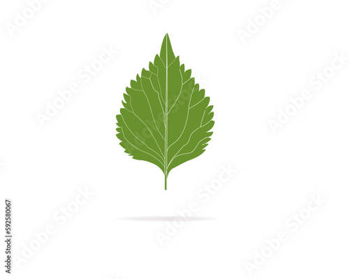 green leaf perilla isolated on white
