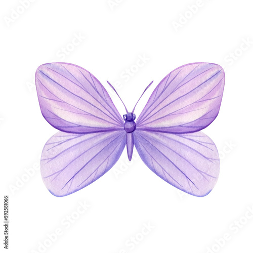 Violet butterfly on isolated white background, watercolor illustration, lilac beautiful butterfly © Hanna