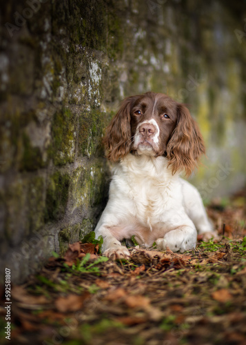 english springer spaniel