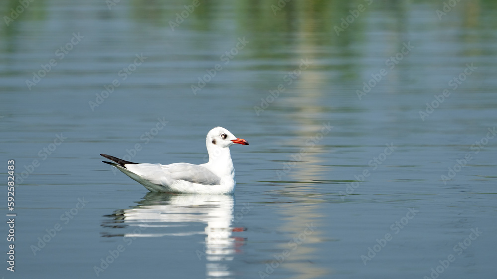 brown-headed gull (Chroicocephalus brunnicephalus) brown-headed gull (Chroicocephalus brunnicephalus)