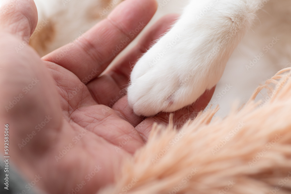 猫の手と人の手 猫の手と人の手