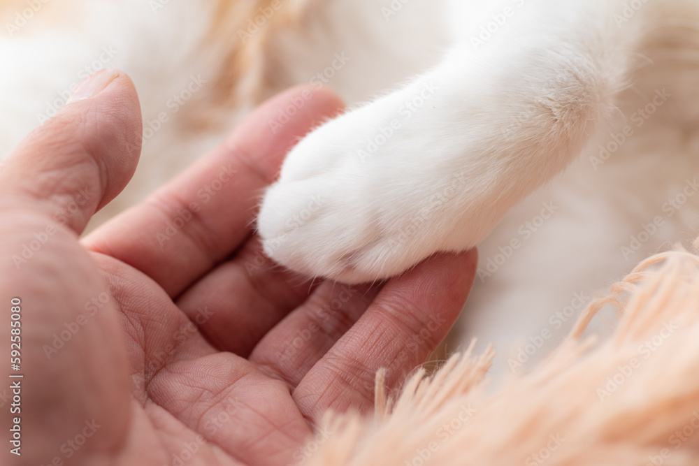猫の手と人の手 猫の手と人の手