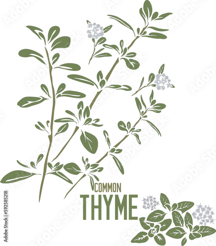 Common Thyme stem in vector silhouette. Thymus vulgaris herb image. Set of vector botanical illustration of Thyme for medicine. Contour and colored silhouette of German Thyme or Winter Thyme singly