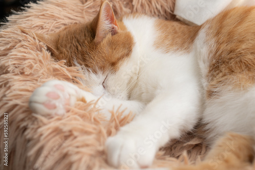 ぐっすり眠る猫　茶トラ白 © rai