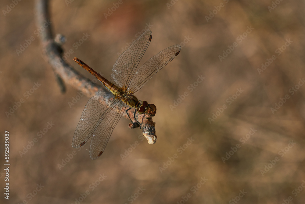 Blutrote Heidelibelle (Sympetrum sanguineum) Weibchen Blutrote Heidelibelle (Sympetrum sanguineum) Weibchen