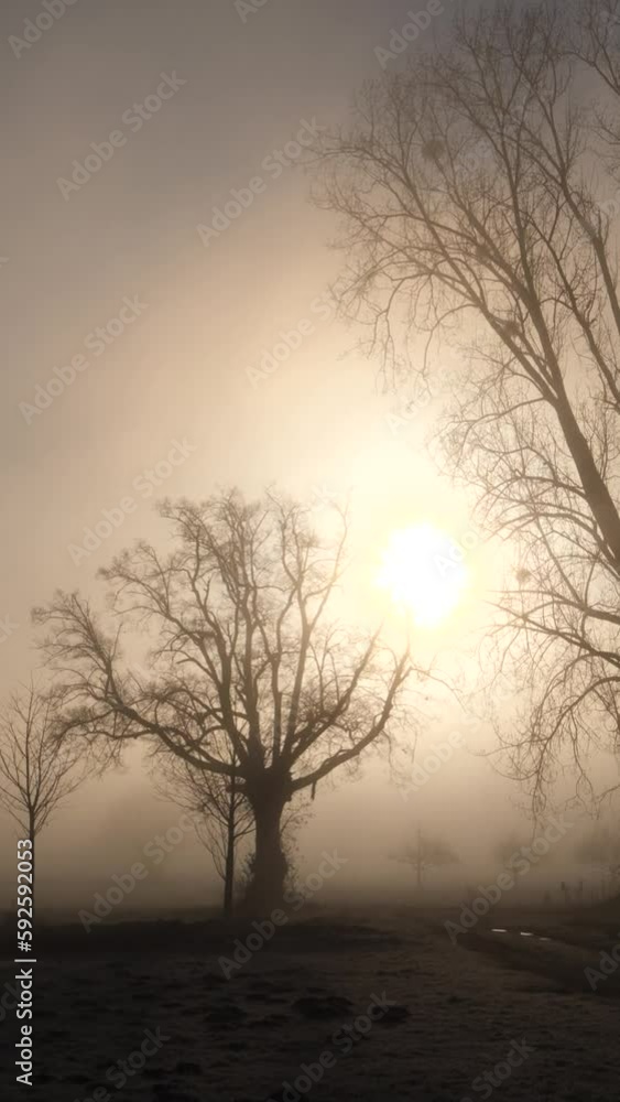 Vertical shot of a mysterious foggy forest with dreamy bright sunshine in the sky Vertical shot of a mysterious foggy forest with dreamy bright sunshine in the sky