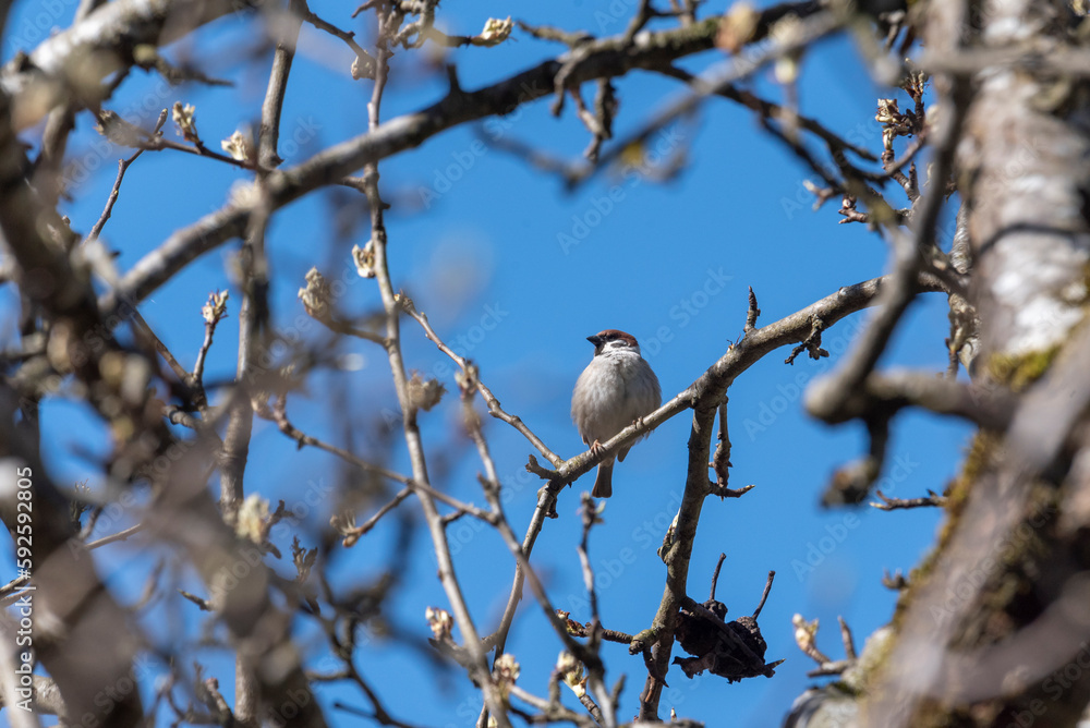 Sparrow bird on a blooming branch of a tree in Spring Sparrow bird on a blooming branch of a tree in Spring